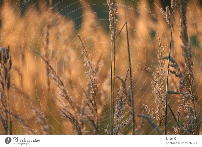 copycats Cornfield Field Grain another one Center point Evening National Park forced march