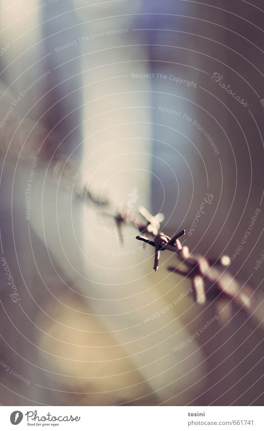 barbed wire fence Field Blue Fence Barbed wire fence Dangerous Boundary Border Divide Colour photo Subdued colour blurriness Shallow depth of field War Barrier