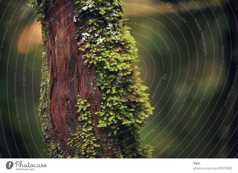 red-green Nature Plant Moss Tree trunk Forest Brown Green Red Colour photo Multicoloured Exterior shot Close-up Detail Deserted Day Contrast