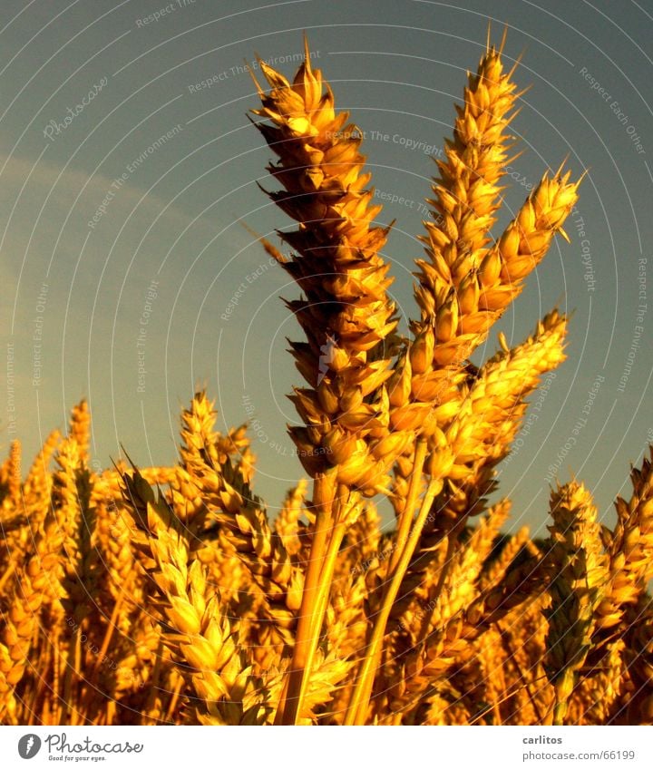 Wheat Cereals in sunlight Wheat beer White balance Field Agriculture Summer white beer Grain Harvest Beautiful weather Crazy sunny yellow Tilt Ear of corn Sky