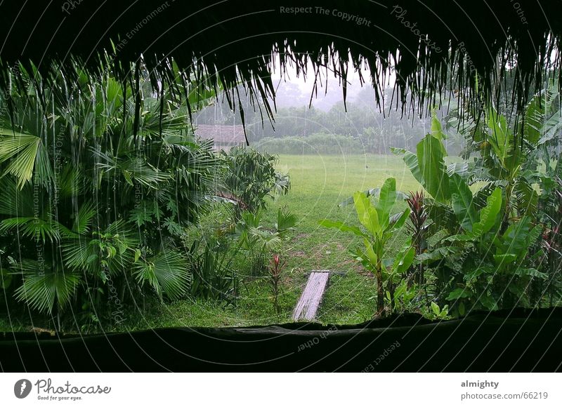 rainforest Virgin forest South America Green volunteer banana plants Rain Bamboo stick Hut