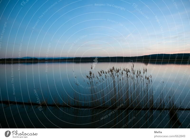 Still Environment Nature Landscape Elements Water Sky Sunrise Sunset Grass Common Reed Lakeside Dark Natural Blue Loneliness Relaxation Idyll Calm Twilight