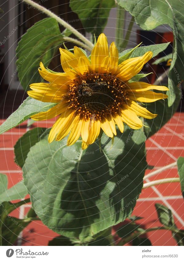 sunflower Flower Plant Blossom Bee Sunflower