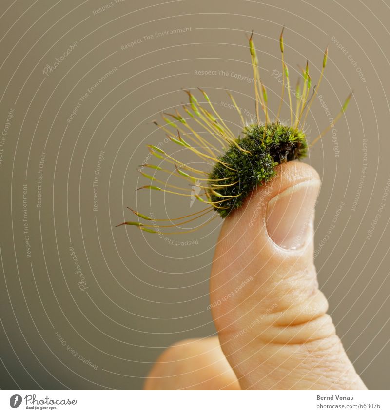 green thumb Thumbnail Brown Gray Green Green thumb Moss Growth Man Hat Funny Wordplay Positive Colour photo Interior shot Copy Space left Day