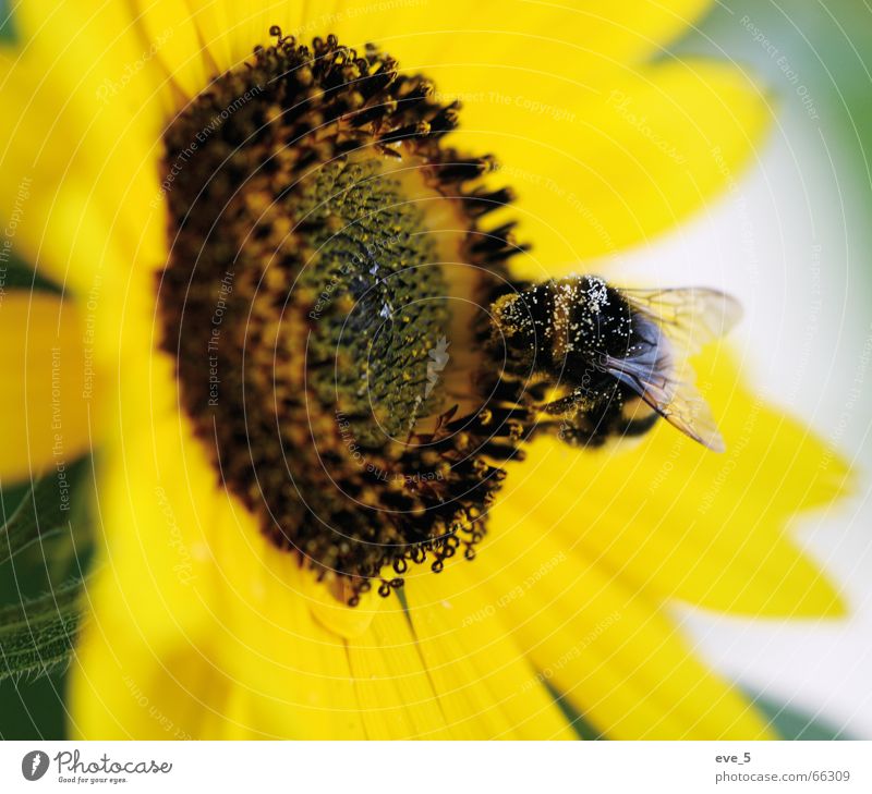 bumblebee Speed Multicoloured Easy Sunflower Bumble bee Yellow Pollen Summer Insect Freedom Joy outdoor shot with makro Artist eos 20 d