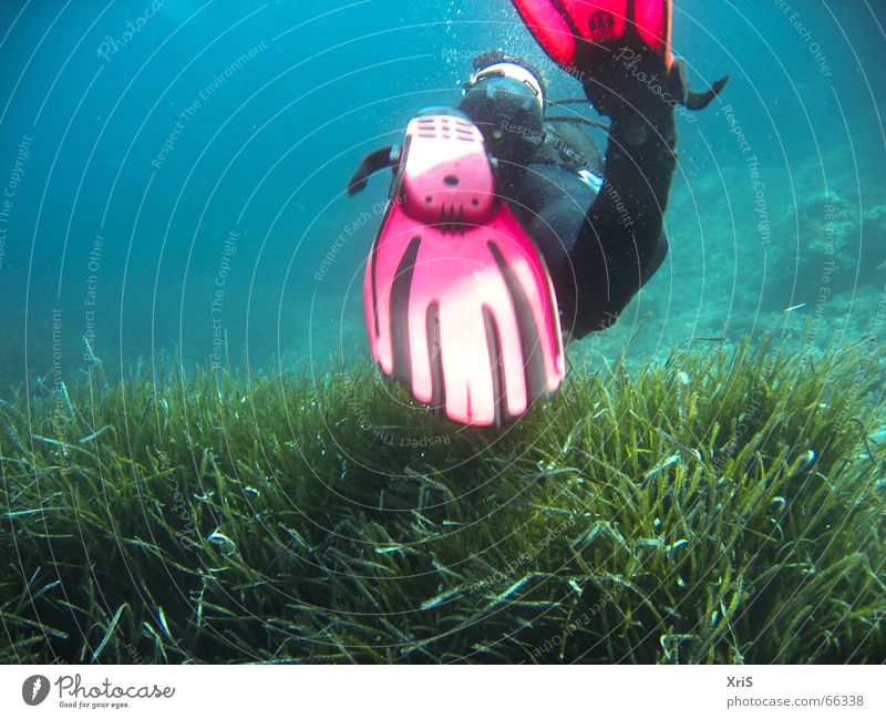 Mallorca - Underwater Party 4 Dive Diver Diving equipment Air bubble Algae Green Red divergent diving Underwater photo underwater buddy bubbles Water wings fins