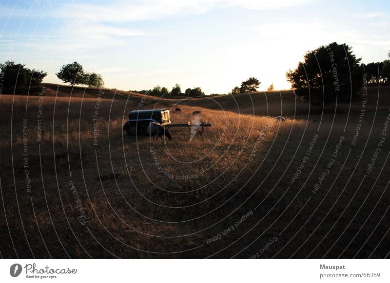 Sunset on the Westruper Heath Heathland Moorland sheep Calm Relaxation Landscape hold Nature