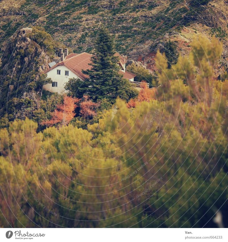 There's something in the bush. Nature Plant Autumn Tree Bushes Rock Mountain House (Residential Structure) Hut Yellow Green Alpine hut Colour photo