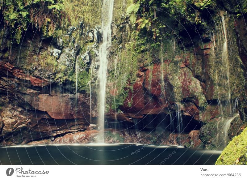 damp cellar Nature Plant Water Autumn Moss Fern Rock Pond Waterfall Fresh Wet Green Colour photo Multicoloured Exterior shot Deserted Day Contrast Long exposure