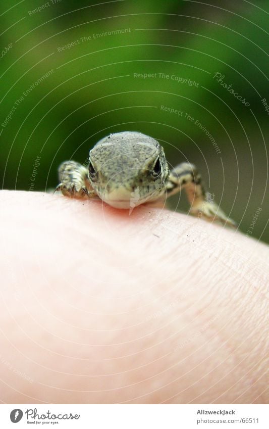 'sch peek Lizards Small Green Cute Animal Reptiles Hand Exterior shot Speed Curiosity Nature Macro (Extreme close-up) nimble lively