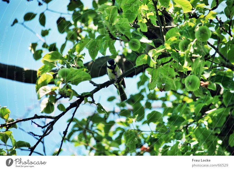 cheerful titmouse Tit mouse Passerine bird Bird Tree Summer Green Leaf Clouds Chirping fir tit (parus ater) standing bird cabbage tit (parus major)