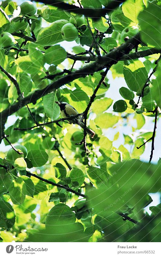 Happy Tit2 Tit mouse Passerine bird Bird Tree Summer Green Leaf Clouds Chirping fir tit (parus ater) standing bird cabbage tit (parus major)