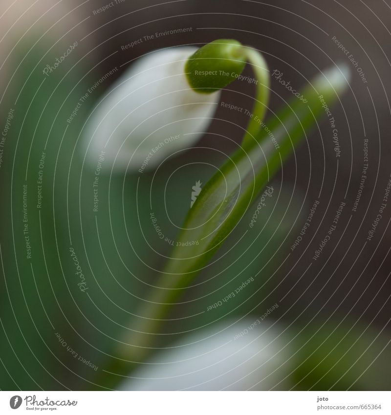 impressions of spring Nature Plant Spring Leaf Blossom Snowdrop Garden Park Meadow Fresh Juicy Green White Fragrance Idyll Pure Environment Transience Growth