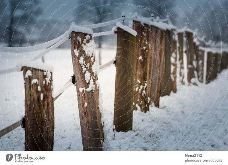 Weather | Border Nature Winter Climate Bad weather Ice Frost Snow Field Safety Protection Barrier Close Fence post Cattle Pasture Wood Cold Wet Colour photo