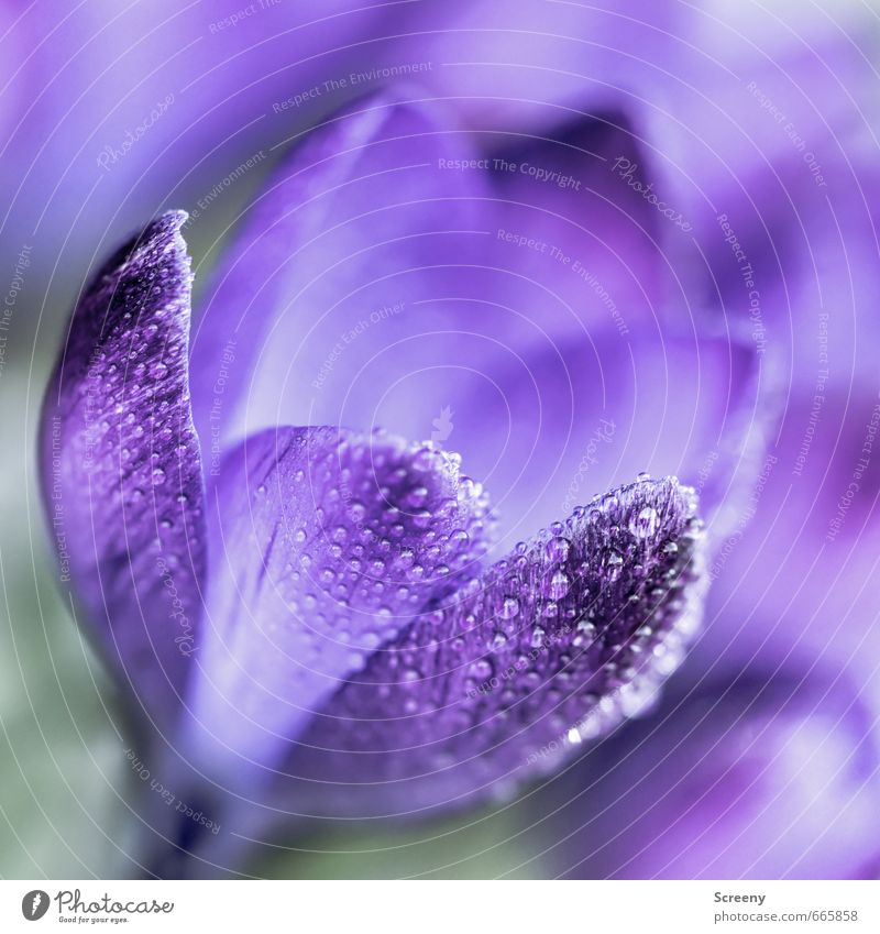 Towards spring... Nature Plant Spring Flower Blossom Crocus Water Calyx Esthetic Fragrance Elegant Fresh Beautiful Wet Violet Optimism Romance Calm Life