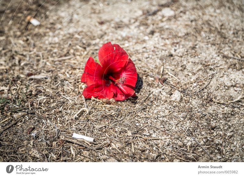 Flower cut off in the dirt Summer Environment Earth Cigarette Butt Dirty Picked Lie Old Trashy Gloomy Brown Red Moody Nature Stagnating Transience Death