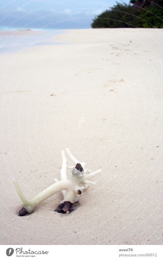 beach coral Coral Beach Ocean Dream Bright Loneliness Water Nature Sand Island