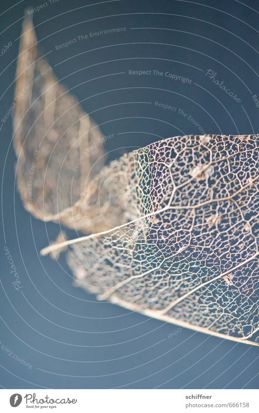 Stiff breeze from below Plant Leaf Exotic Dry Beautiful Life Sadness Fear Structures and shapes Bend Wind Blow Broken Exterior shot Detail