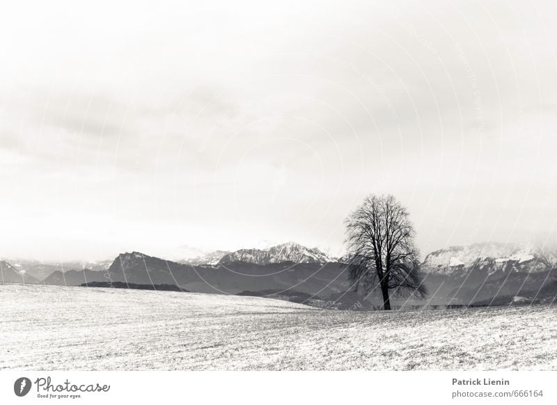 left alone Environment Nature Landscape Air Sky Clouds Winter Snow Snowfall Plant Tree Forest Alps Mountain Peak Snowcapped peak Loneliness Uniqueness