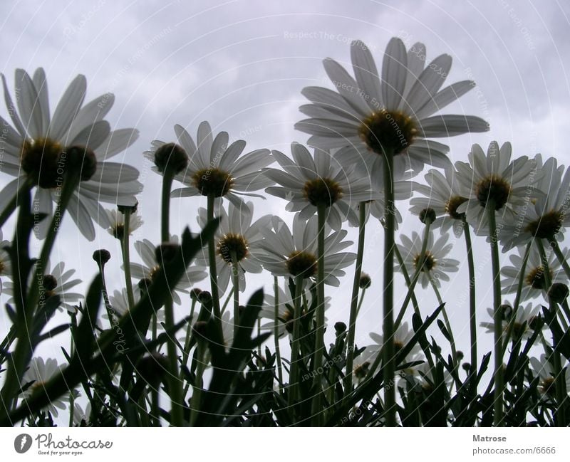 looking up his skirt Flower margarite Marguerite