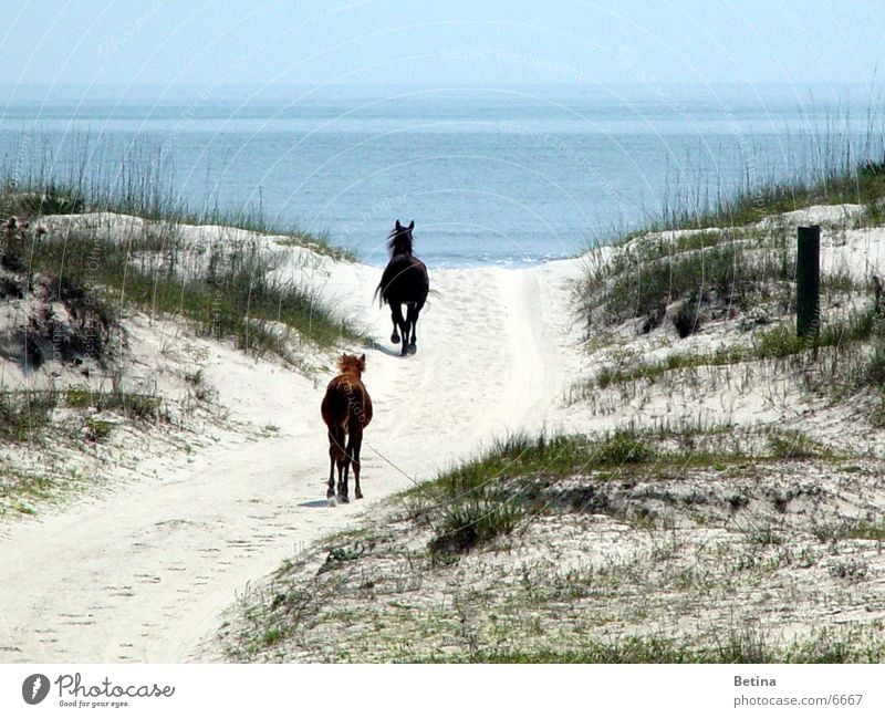 wild horses Colour photo Exterior shot Day Ride Vacation & Travel Far-off places Freedom Summer Beach Ocean Coast Animal Wild animal Horse 2 Pair of animals