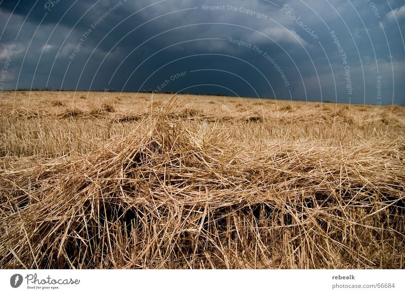 storm comes up Grain Environment Nature Sky Clouds Storm clouds Horizon Autumn Climate change Bad weather Gale Rain Thunder and lightning Field Threat Dark Blue