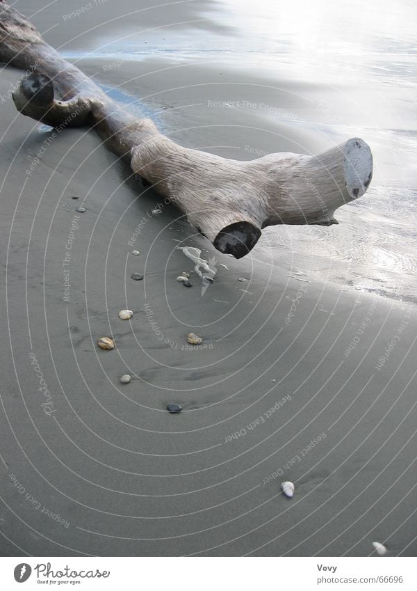 flotsam and jetsam Beach Tree trunk Ocean New Zealand Flotsam and jetsam Wood Sand Driftwood