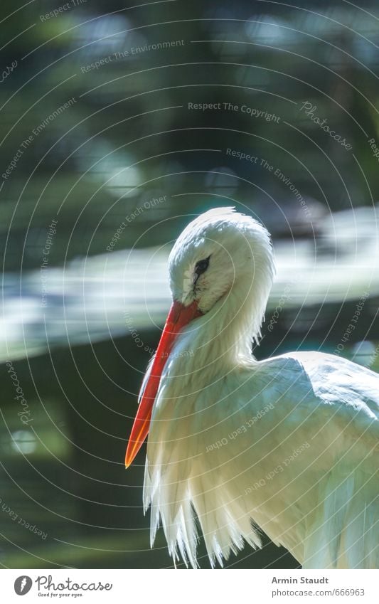 stork Summer Zoo Nature Animal Wild animal Bird Stork 1 Stand Esthetic Authentic Beautiful Green White Moody Cool (slang) Contentment Colour photo Exterior shot