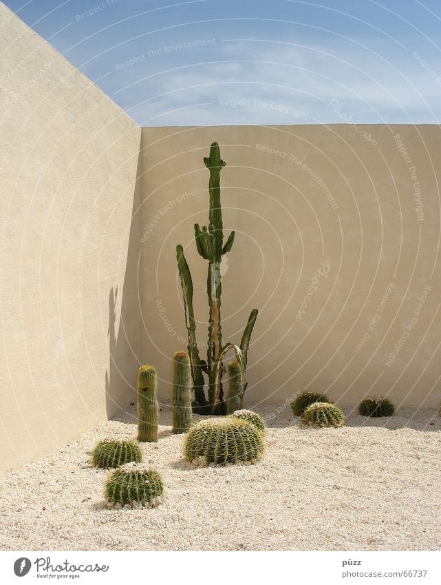 cacti Summer Garden Plant Sand Warmth Cactus Wall (barrier) Wall (building) Hot Thorny Blue Yellow Green Leverkusen Mexico Colour photo Exterior shot Deserted