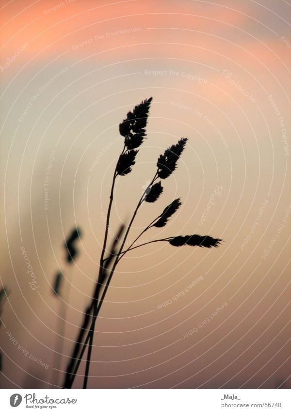 upright Grass Sunset Blade of grass Back-light Clouds Meadow Sky Evening