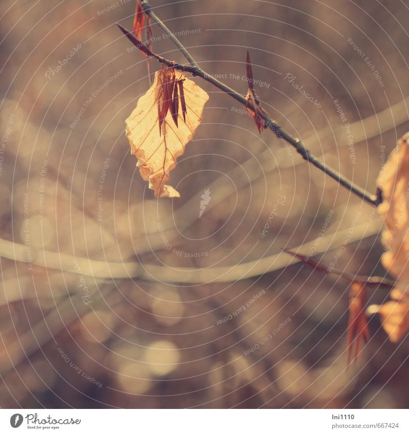 last leaf on the branch Nature Plant Sunlight Spring Beautiful weather Leaf Beech leaf Forest Thin Cold Brown Yellow Gray Orange Black Emotions Moody