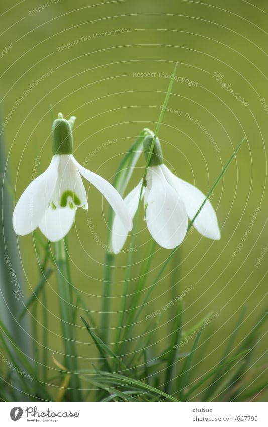 spring-time Nature Plant Sunlight Spring Flower Grass Blossom Foliage plant Wild plant Snowdrop Garden Park Meadow Spring fever Colour photo Exterior shot