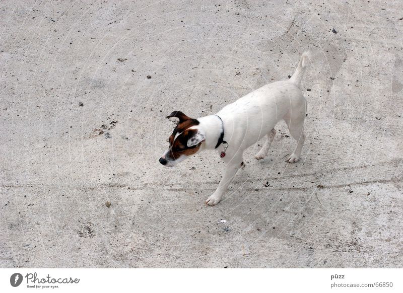 Billy Animal Pet Dog 1 Concrete Small Gray White Terrier Jack Russell terrier Colour photo Subdued colour Copy Space left Neutral Background Day Contrast