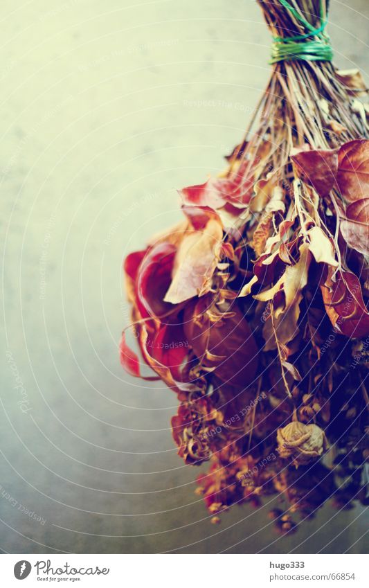 Bouquet (dry) hanging in front of wall 2 Dried flower Flower Dry Suspended Rose Attic Hatch Grief Still Life Hot String Sadness Decoration drying flowers