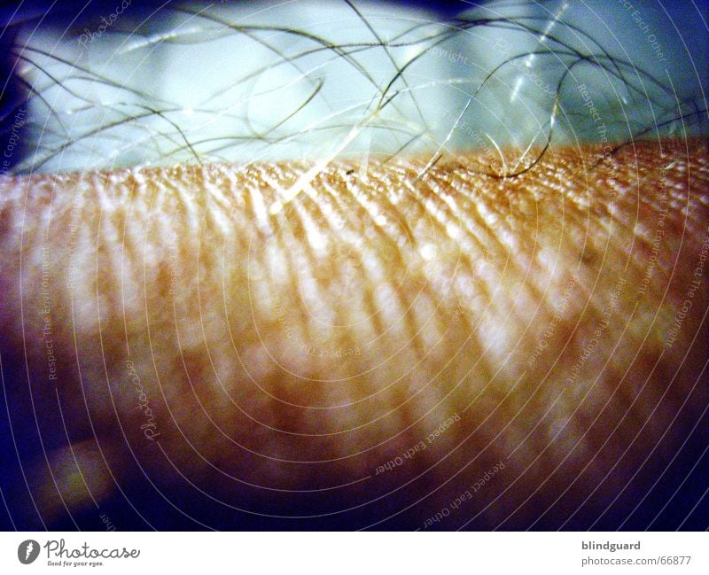 Lazy skin Pore Brown Gray Dark Yellowed Old Death Motionless Comfortable Skin Hair and hairstyles Blue Macro (Extreme close-up) Close-up county