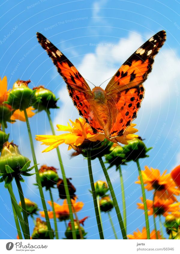 be free Butterfly Flower Clouds Summer Multicoloured Beautiful Wing Sky Freedom Flying Colour jarts