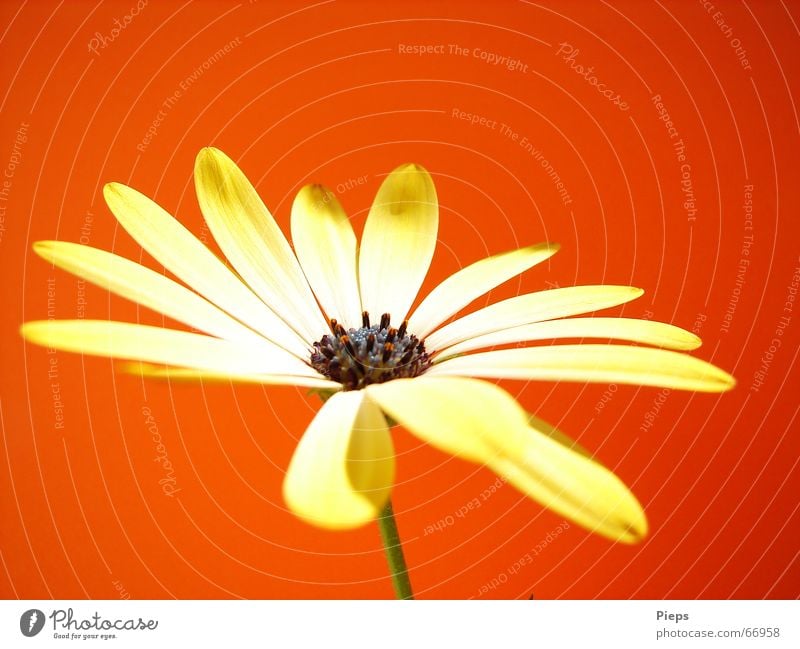 African daisy flower Colour photo Interior shot Macro (Extreme close-up) Copy Space top Neutral Background Summer Nature Plant Flower Blossom Blossoming