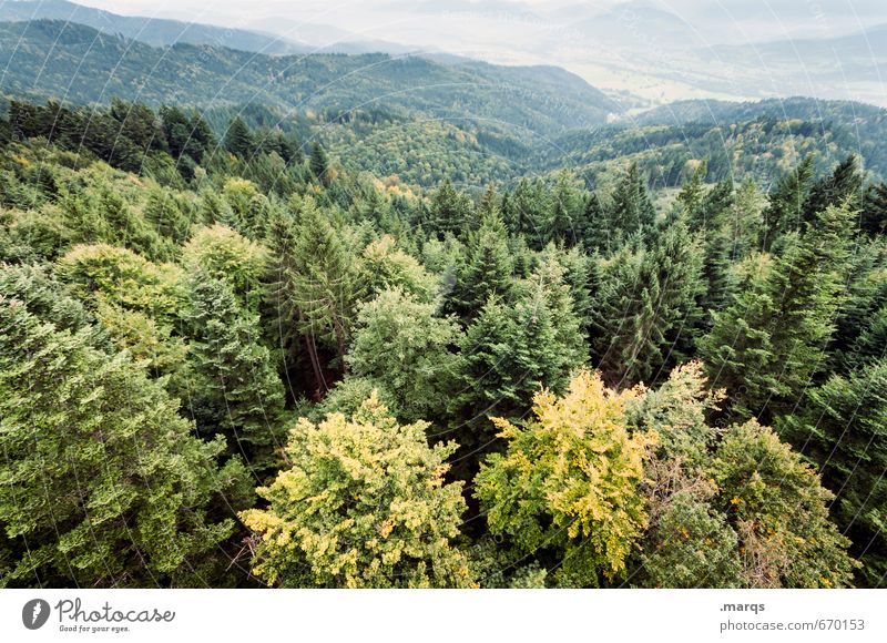 from above Trip Adventure Environment Nature Landscape Summer Autumn Beautiful weather Tree Treetop Forest Hill Valley Exceptional Large Tall Natural Above