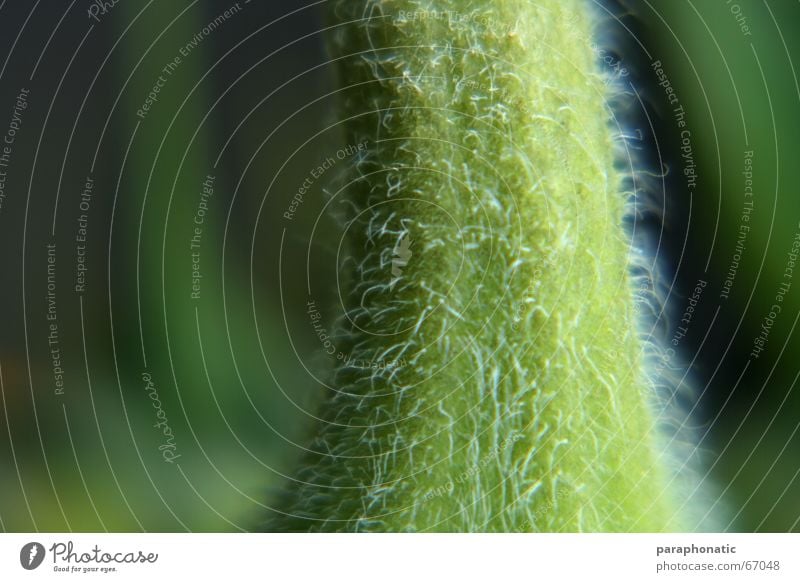 Macro stems ;-) Flower Plant Sunflower Thorn Rasping Macro (Extreme close-up) Lighting Stalk Tiny hair Green Grass Visual spectacle Deep Hair and hairstyles