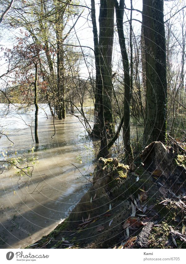 Floodplain forest against the light Back-light Tree River Deluge Shadow