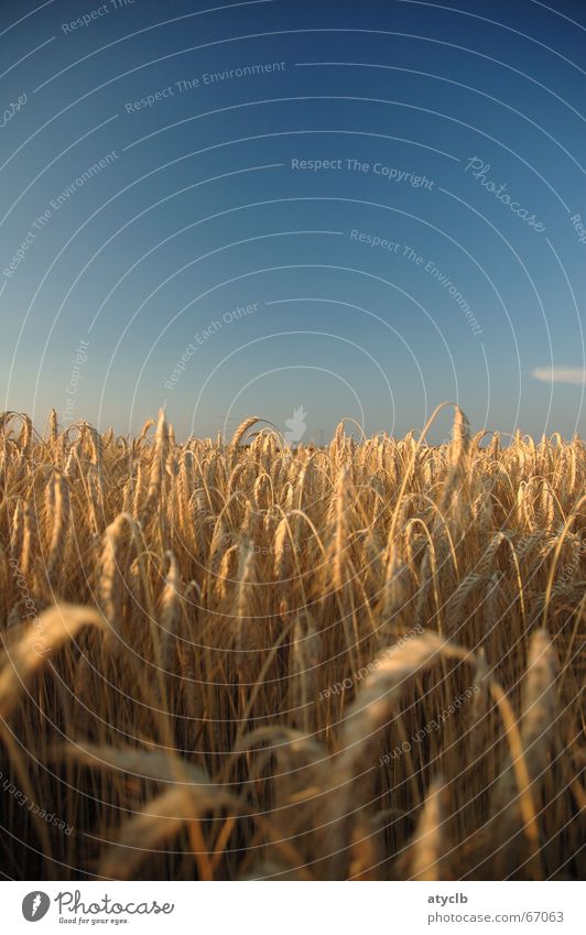 summer evening Clouds Field Wheat Barley Dusk Summer Rich Romance Exterior shot Sky earth floodplain blue cloudless Harvest Life Evening Freedom