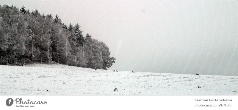 finally cold Forest Field Winter Fog Hoar frost Roe deer Cold November Vogtlandkreis Nature Morning Frost Snow