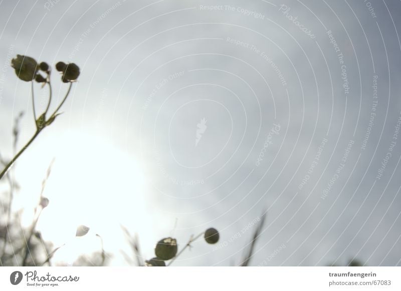 summertime blues Gray Meadow Flower Grass Summer Clouds Grief Gloomy Auvergne France Sky Sun Lie Looking Emotions Sadness all stupid everything is great Happy