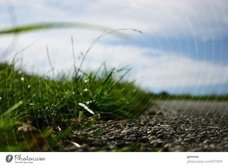 focus on the grass Summer Green Zoom effect Macro (Extreme close-up) Grain Lanes & trails