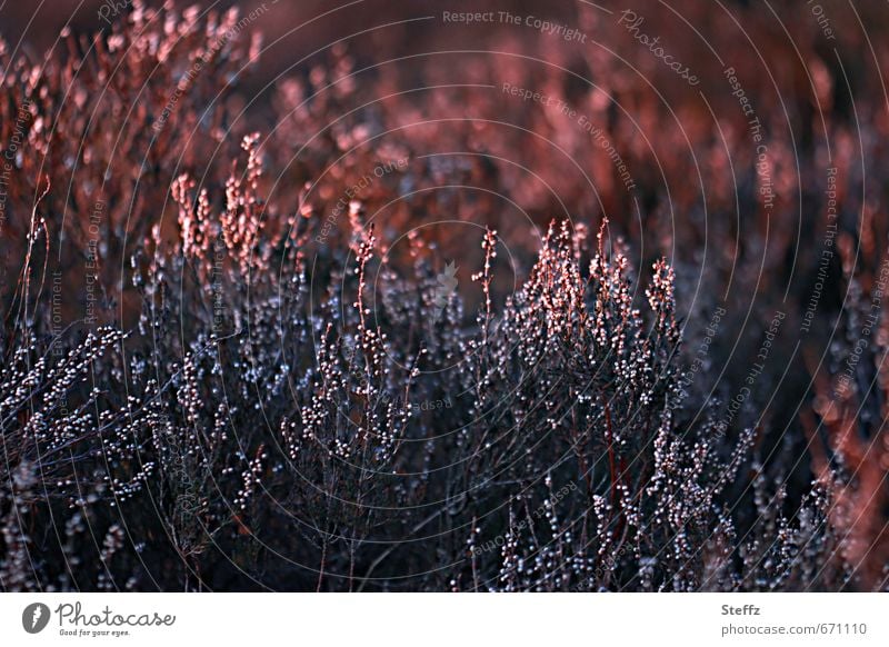 Light mystery and eerie silence Heathland Heath silence mysterious pagan indigenous plants heathen atmosphere Domestic Nordic romanticism Mystic