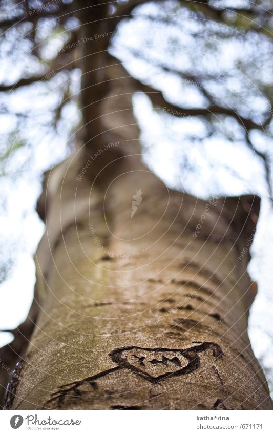 Hit by Amor's arrow Nature Tree Sign Heart Arrow Infinity Kitsch Natural Brown Agreed Love Infatuation Romance Relationship Future Attachment scratched Graven