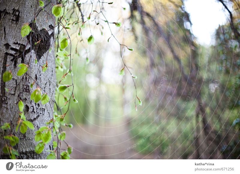 Hit by Amor's arrow Nature Summer Tree Jena Wood Heart Arrow Brown Green Love Infatuation Romance amors arrow Colour photo Subdued colour Exterior shot Deserted