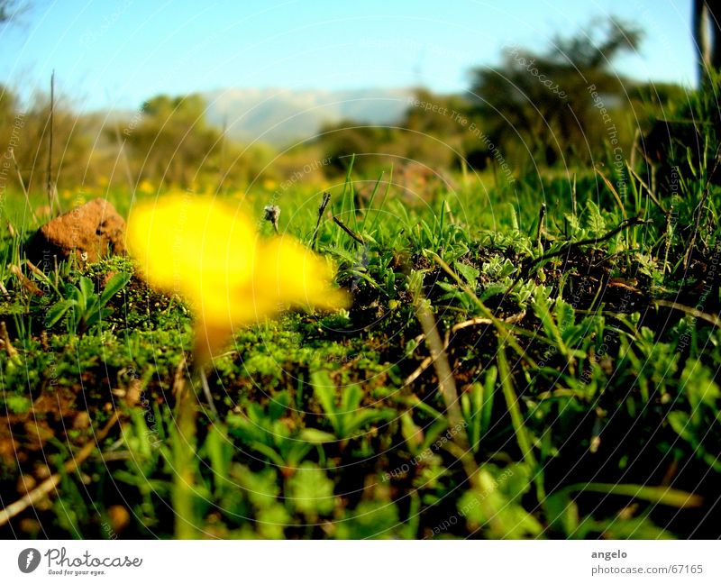 natural Nature Countries Macro (Extreme close-up) flower focus grass country depth