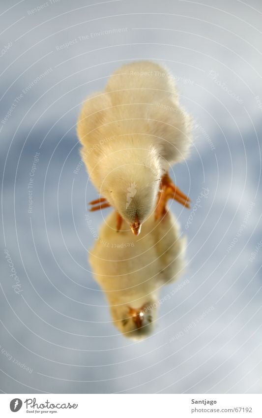 upside down Barn fowl Small Sweet Mirror Clouds Cute chicken Sky Bright