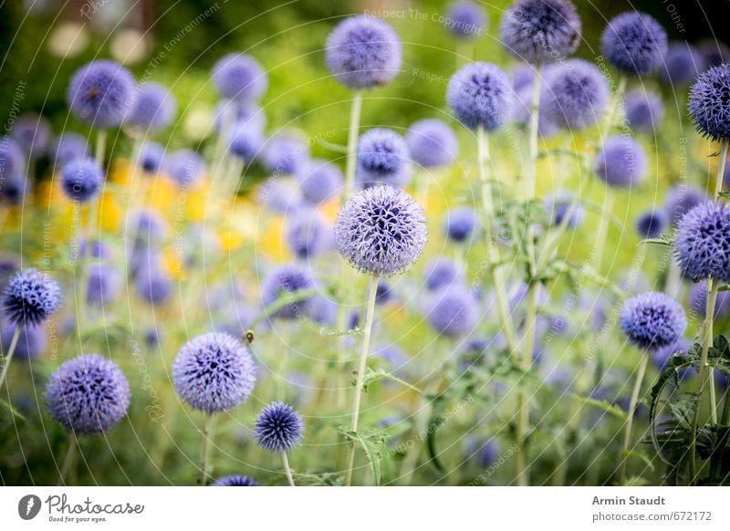 Summery thistle field Nature Plant Wild plant Thistle Field Meadow Fragrance Positive Thorny Blue Green Moody Spring fever Beautiful Colour Peace Growth